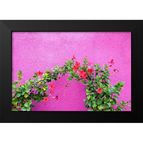 Italy-Venice-Burano Island Vining flowers against a bright pink wall on Burano Island Black Modern Wood Framed Art Print by Eggers, Julie