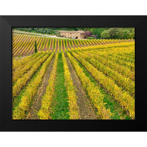 Italy-Tuscany Colorful vineyard in autumn Black Modern Wood Framed Art Print by Eggers, Julie