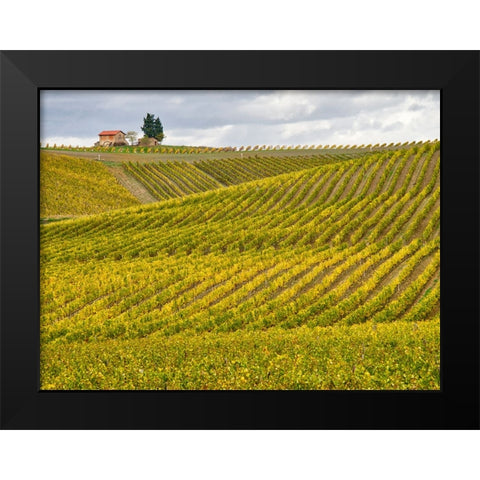 Italy-Tuscany Colorful vineyard in autumn Black Modern Wood Framed Art Print by Eggers, Julie