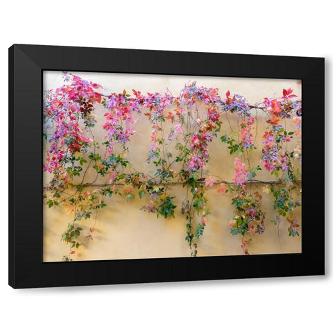 Italy-Tuscany-Pienza Colorful vines hanging on a wall along the streets Black Modern Wood Framed Art Print by Eggers, Julie