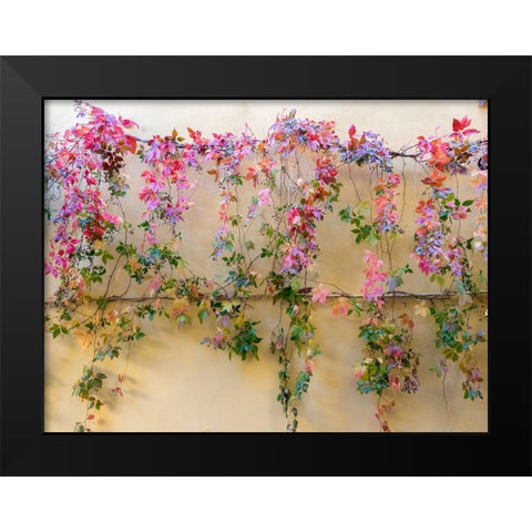 Italy-Tuscany-Pienza Colorful vines hanging on a wall along the streets Black Modern Wood Framed Art Print by Eggers, Julie
