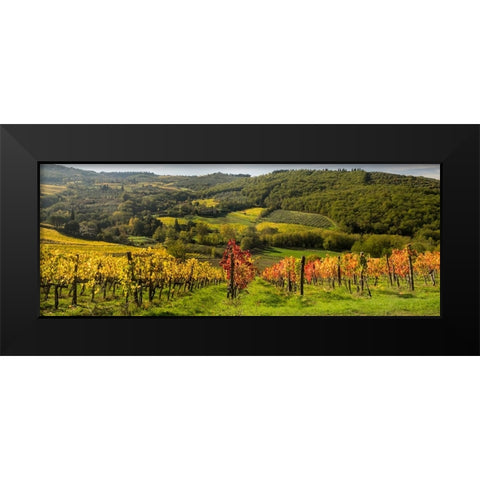 Italy-Tuscany Panoramic view of a colorful vineyard in the Tuscan landscape Black Modern Wood Framed Art Print by Eggers, Julie