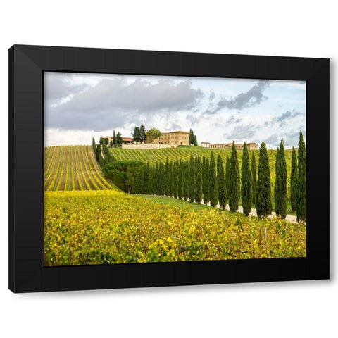 Italy-Tuscany Road lined with Italian cypress trees leading to a villa Black Modern Wood Framed Art Print by Eggers, Julie