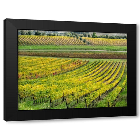 Italy-Tuscany Colorful vineyard in autumn Black Modern Wood Framed Art Print by Eggers, Julie