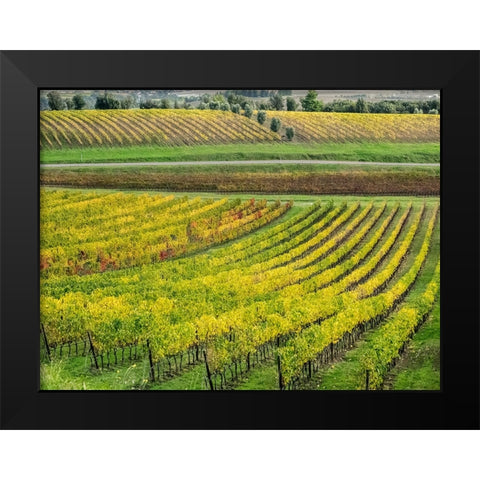 Italy-Tuscany Colorful vineyard in autumn Black Modern Wood Framed Art Print by Eggers, Julie