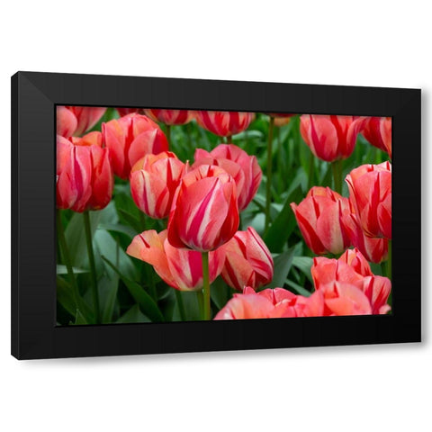 Netherlands-Holland Pink tulips at Keukenhof Gardens Black Modern Wood Framed Art Print with Double Matting by Jaynes Gallery