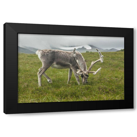 Europe, Scotland, Cairngorm NP Reindeer grazing Black Modern Wood Framed Art Print by Illg, Cathy and Gordon