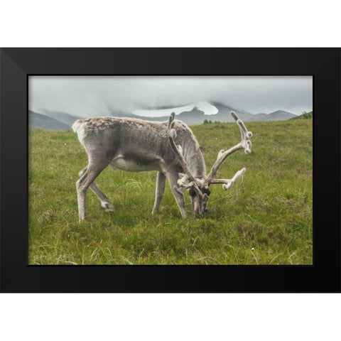 Europe, Scotland, Cairngorm NP Reindeer grazing Black Modern Wood Framed Art Print by Illg, Cathy and Gordon