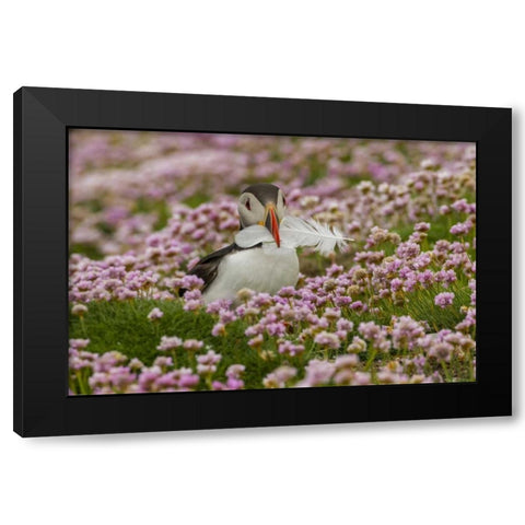 Scotland, Shetland Islands Atlantic puffin Black Modern Wood Framed Art Print by Illg, Cathy and Gordon