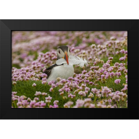 Scotland, Shetland Islands Atlantic puffin Black Modern Wood Framed Art Print by Illg, Cathy and Gordon
