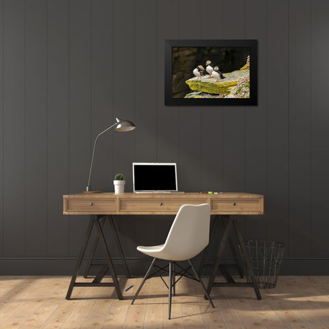 Scotland, Shetland Islands Atlantic puffins Black Modern Wood Framed Art Print by Illg, Cathy and Gordon