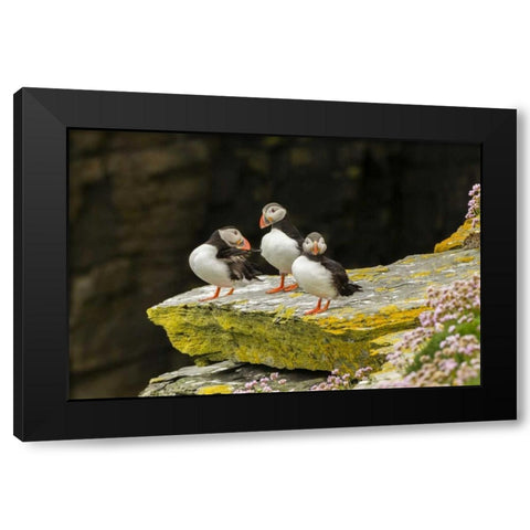 Scotland, Shetland Islands Atlantic puffins Black Modern Wood Framed Art Print by Illg, Cathy and Gordon