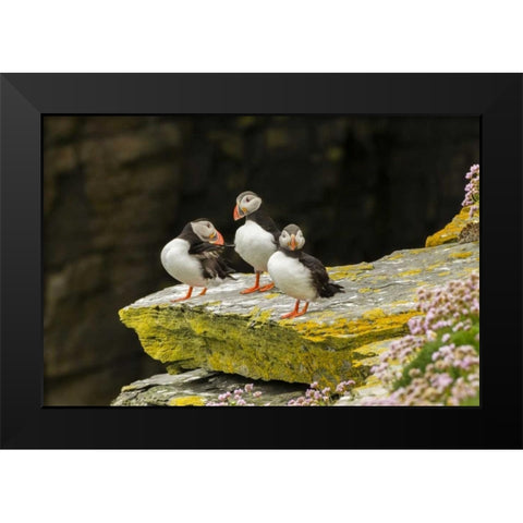 Scotland, Shetland Islands Atlantic puffins Black Modern Wood Framed Art Print by Illg, Cathy and Gordon