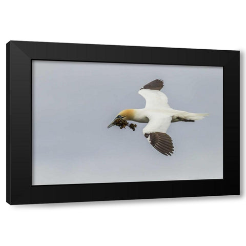 Scotland, Shetland Isl Flying gannet with twig Black Modern Wood Framed Art Print by Illg, Cathy and Gordon