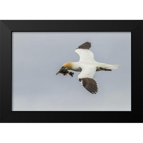 Scotland, Shetland Isl Flying gannet with twig Black Modern Wood Framed Art Print by Illg, Cathy and Gordon
