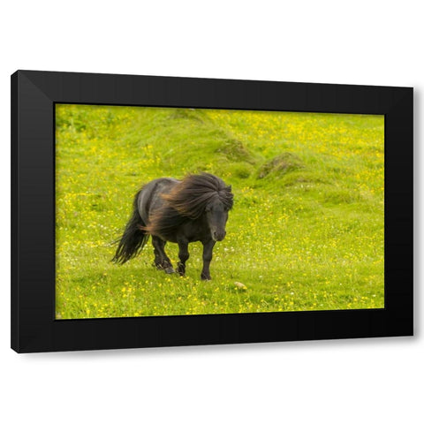 Scotland, Shetland Islands Shetland pony Black Modern Wood Framed Art Print by Illg, Cathy and Gordon
