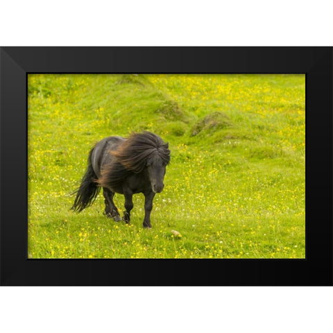 Scotland, Shetland Islands Shetland pony Black Modern Wood Framed Art Print by Illg, Cathy and Gordon