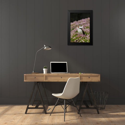 Scotland, Shetland Islands Atlantic puffin Black Modern Wood Framed Art Print by Illg, Cathy and Gordon
