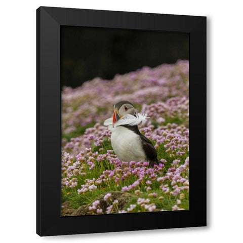Scotland, Shetland Islands Atlantic puffin Black Modern Wood Framed Art Print by Illg, Cathy and Gordon