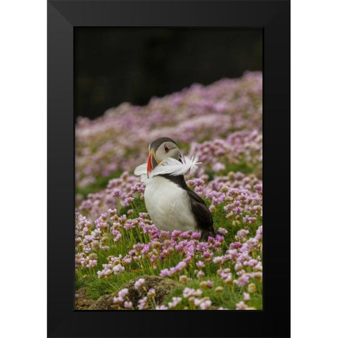Scotland, Shetland Islands Atlantic puffin Black Modern Wood Framed Art Print by Illg, Cathy and Gordon