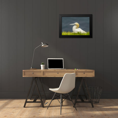 Scotland, Shetland Islands Northern gannet Black Modern Wood Framed Art Print by Illg, Cathy and Gordon