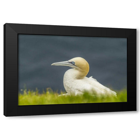 Scotland, Shetland Islands Northern gannet Black Modern Wood Framed Art Print by Illg, Cathy and Gordon