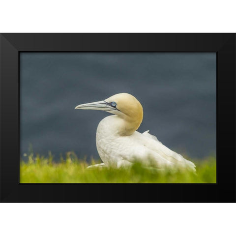 Scotland, Shetland Islands Northern gannet Black Modern Wood Framed Art Print by Illg, Cathy and Gordon