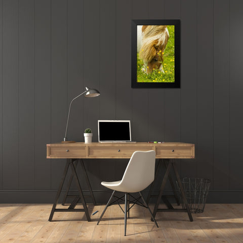 Scotland, Shetland Islands Shetland pony eating Black Modern Wood Framed Art Print by Illg, Cathy and Gordon