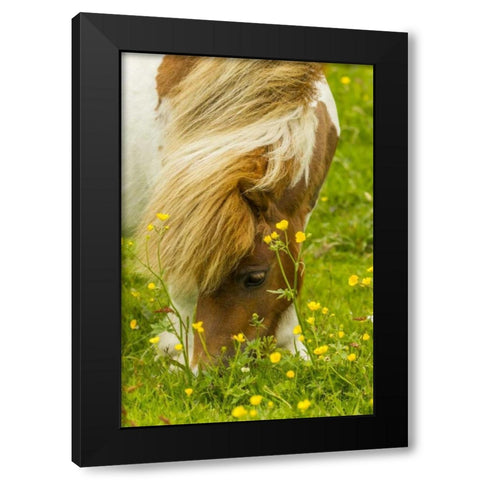 Scotland, Shetland Islands Shetland pony eating Black Modern Wood Framed Art Print with Double Matting by Illg, Cathy and Gordon