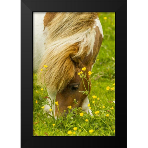 Scotland, Shetland Islands Shetland pony eating Black Modern Wood Framed Art Print by Illg, Cathy and Gordon