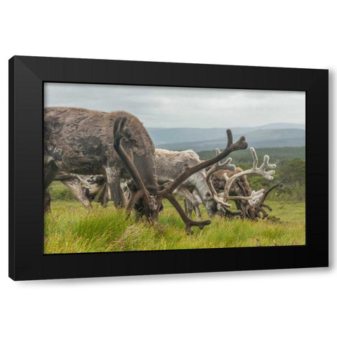 Europe, Scotland, Cairngorm NP Reindeers grazing Black Modern Wood Framed Art Print with Double Matting by Illg, Cathy and Gordon