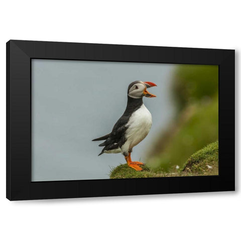 Scotland, Shetland Islands Atlantic puffin Black Modern Wood Framed Art Print by Illg, Cathy and Gordon