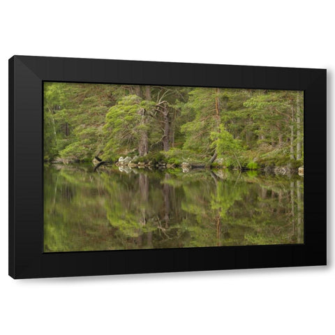 Scotland, Cairngorm NP Calm lake in forest Black Modern Wood Framed Art Print by Illg, Cathy and Gordon