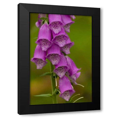 Europe, Scotland, Cairngorm NP Foxglove flowers Black Modern Wood Framed Art Print by Illg, Cathy and Gordon