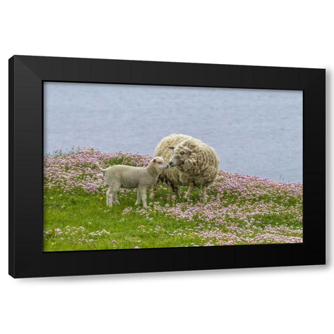 Scotland, Shetland Islands Ewe mother and lamb Black Modern Wood Framed Art Print by Illg, Cathy and Gordon
