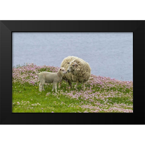 Scotland, Shetland Islands Ewe mother and lamb Black Modern Wood Framed Art Print by Illg, Cathy and Gordon
