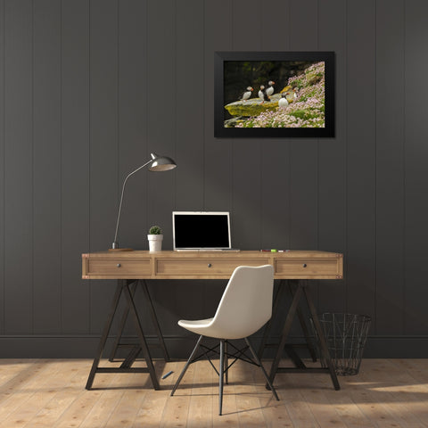 Scotland, Shetland Islands Atlantic puffins Black Modern Wood Framed Art Print by Illg, Cathy and Gordon