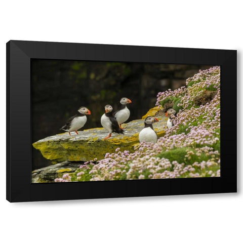 Scotland, Shetland Islands Atlantic puffins Black Modern Wood Framed Art Print by Illg, Cathy and Gordon