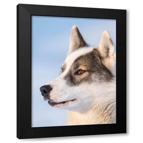 Sled dog during winter in Uummannaq in Greenland Dog teams are still draft animals Black Modern Wood Framed Art Print by Zwick, Martin