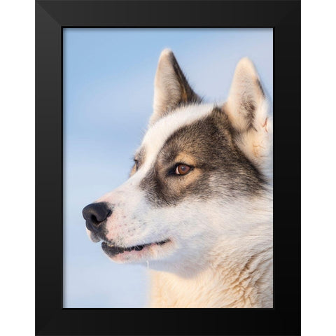 Sled dog during winter in Uummannaq in Greenland Dog teams are still draft animals Black Modern Wood Framed Art Print by Zwick, Martin