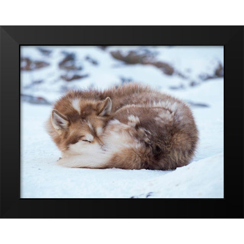 Sled dog during winter in Uummannaq in Greenland Dog teams are still draft animals Black Modern Wood Framed Art Print by Zwick, Martin
