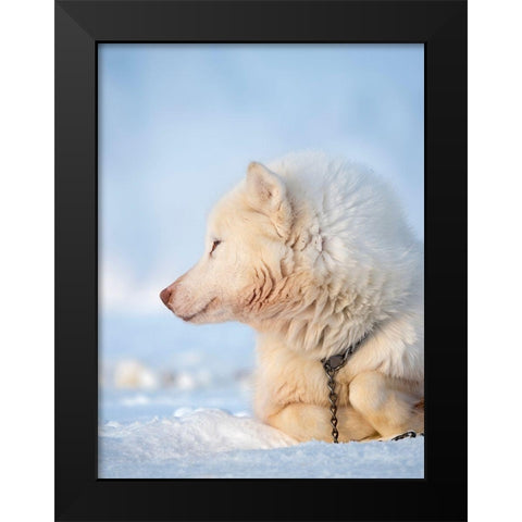 Sled dog during winter in Uummannaq in Greenland Dog teams are still draft animals Black Modern Wood Framed Art Print by Zwick, Martin