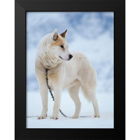 Sled dog during winter in Uummannaq in Greenland Dog teams are still draft animals Black Modern Wood Framed Art Print by Zwick, Martin