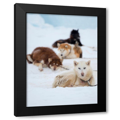 Sled dog during winter in Uummannaq in Greenland Black Modern Wood Framed Art Print with Double Matting by Zwick, Martin