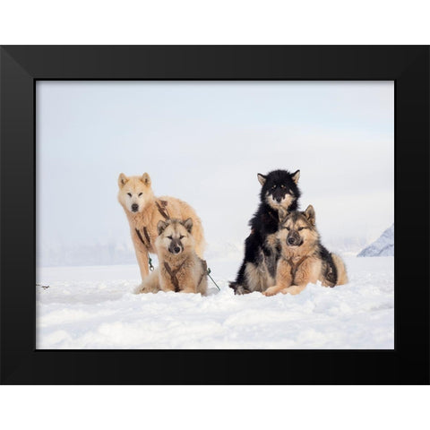 Sled dog during winter in Uummannaq in Greenland  Black Modern Wood Framed Art Print by Zwick, Martin