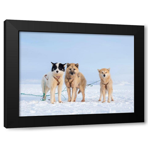 Sled dog during winter in Uummannaq in Greenland Black Modern Wood Framed Art Print with Double Matting by Zwick, Martin