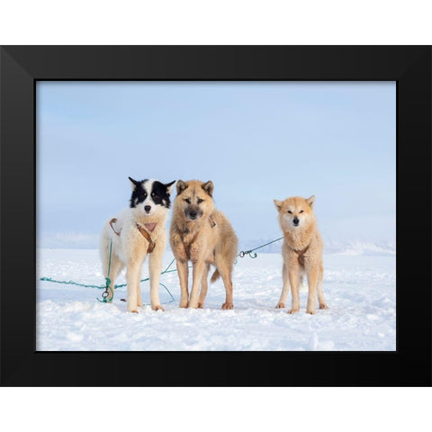 Sled dog during winter in Uummannaq in Greenland Black Modern Wood Framed Art Print by Zwick, Martin