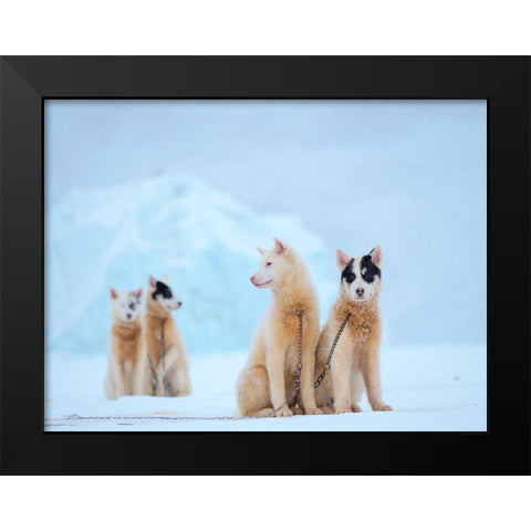 Sled dog during winter in Uummannaq in Greenland  Black Modern Wood Framed Art Print by Zwick, Martin