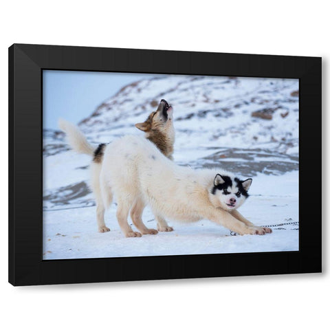 Sled dog during winter in Uummannaq in Greenland  Black Modern Wood Framed Art Print by Zwick, Martin
