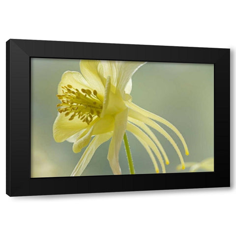 Close-up of yellow columbine flower Black Modern Wood Framed Art Print with Double Matting by Paulson, Don